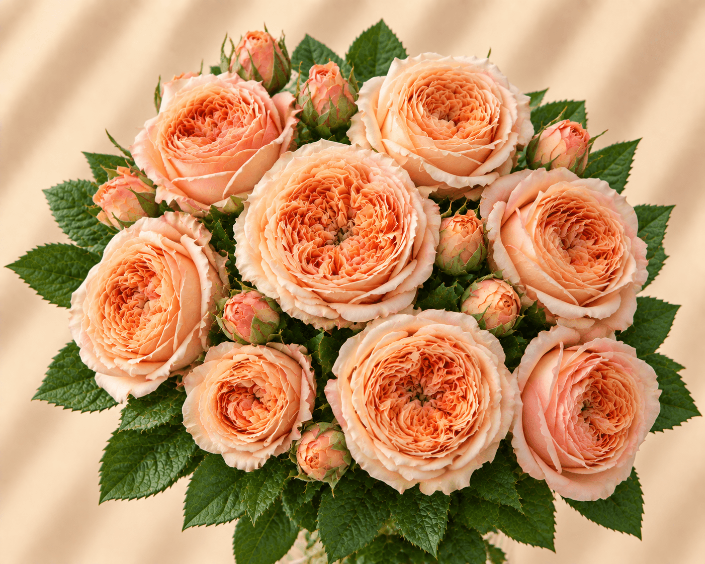 Apricot Lace