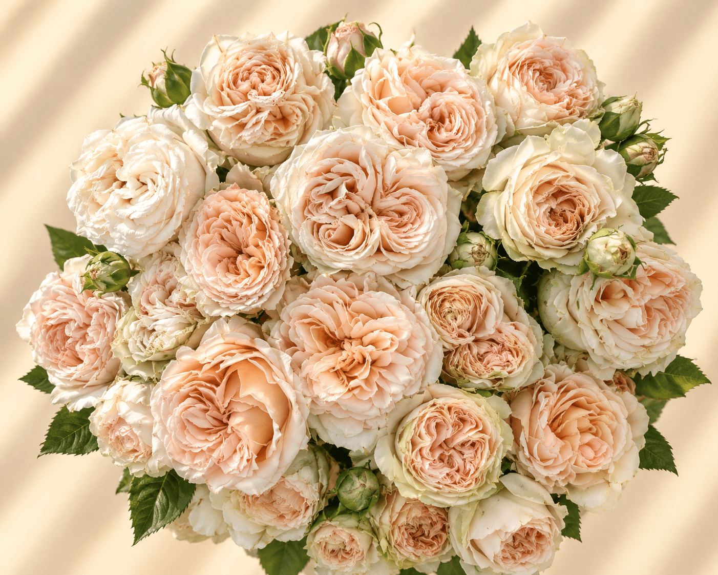 Summer Rose