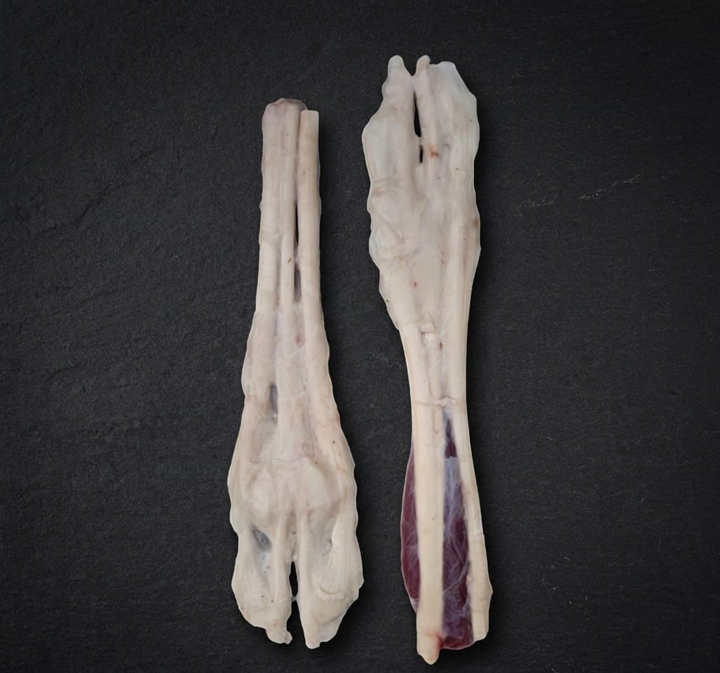 Front Tendon