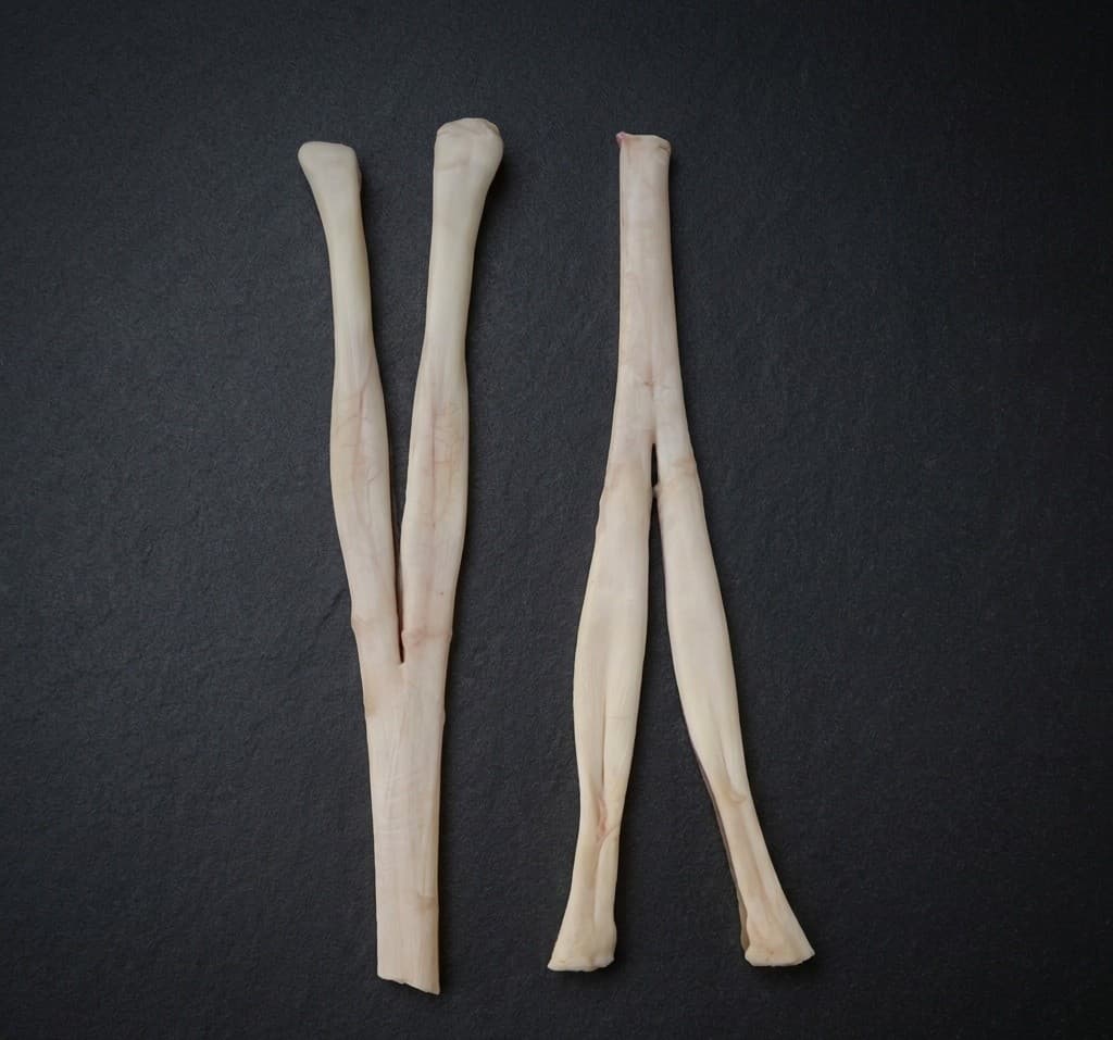 Hock Tendon