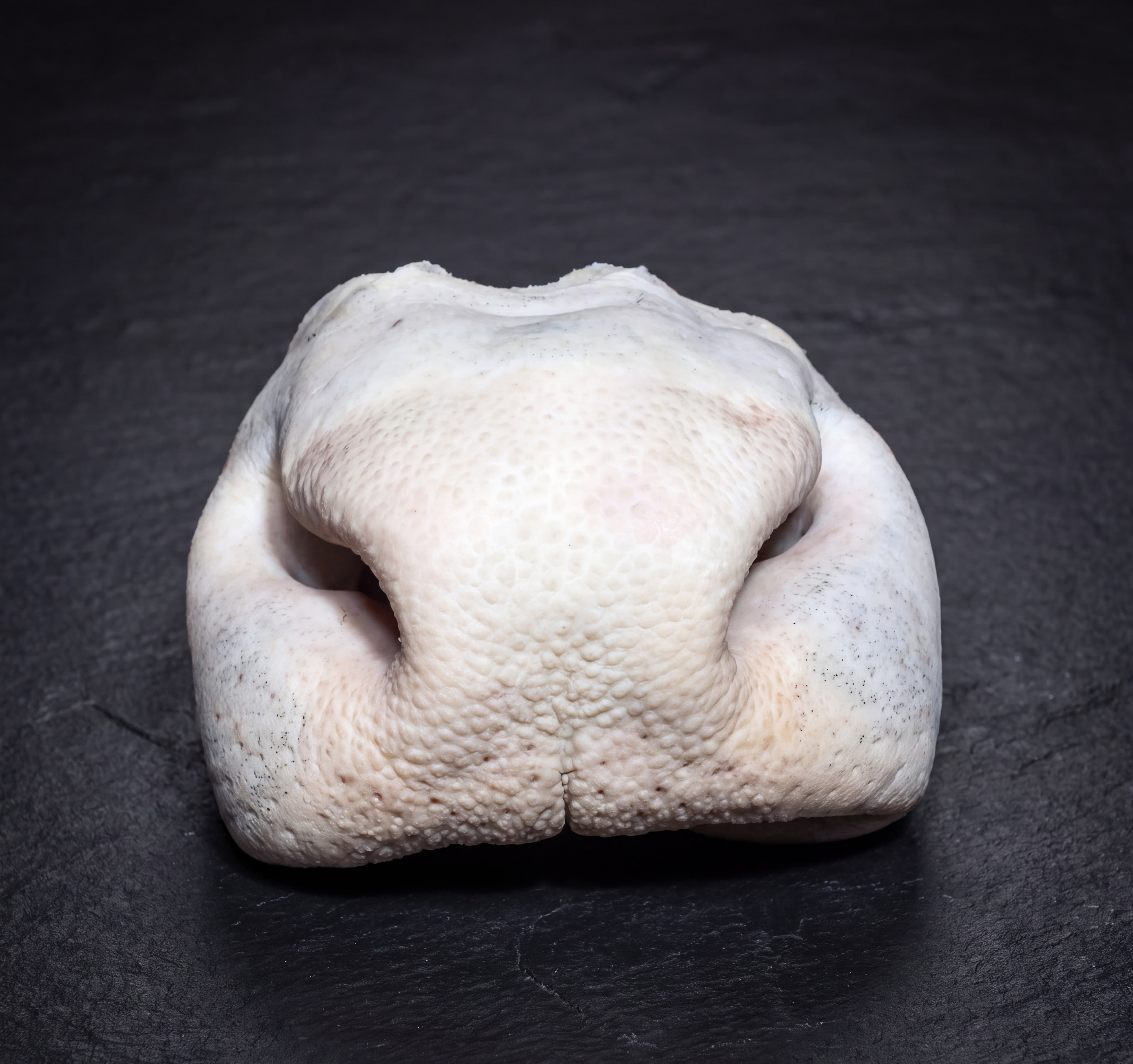 Snout
