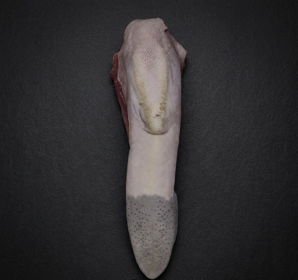 Tongue