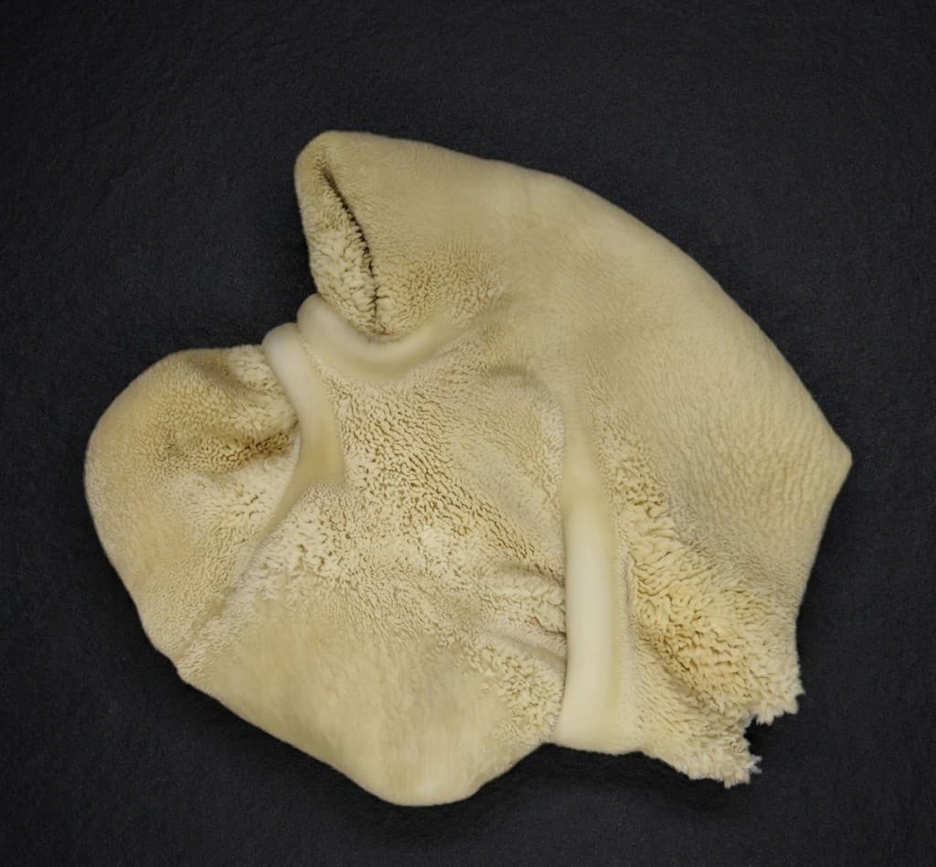 Tripe