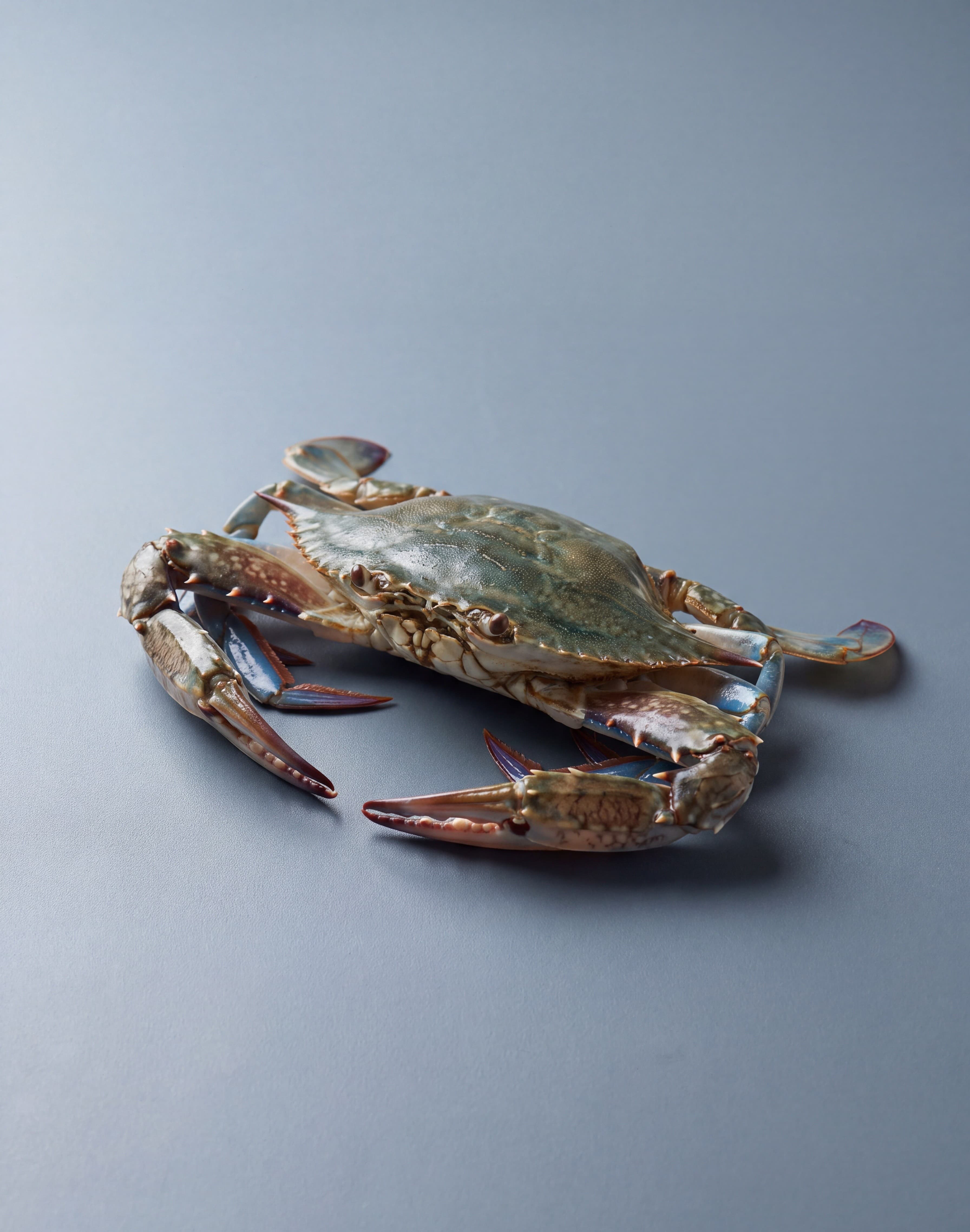 Blue Swimming Crab