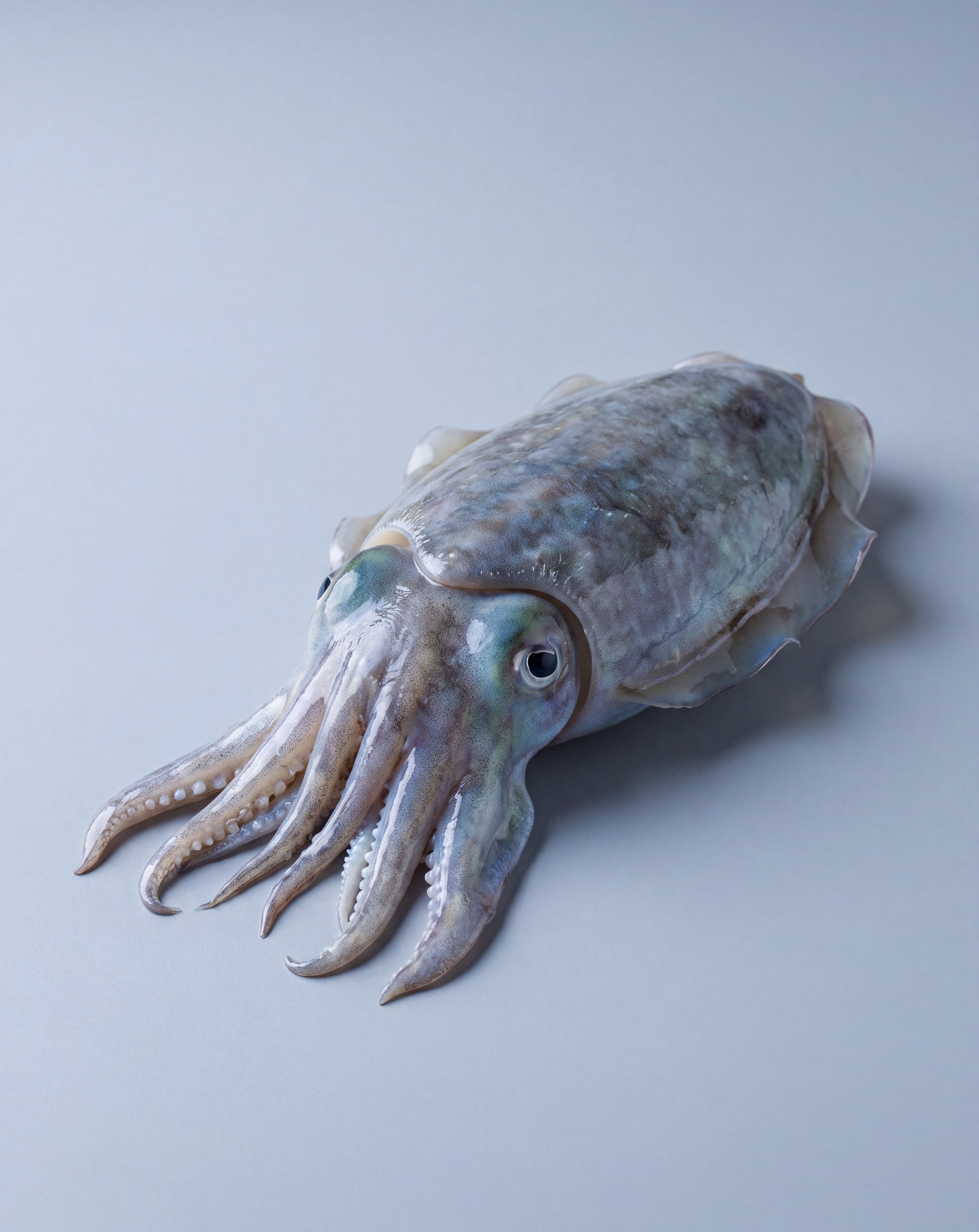 Cuttlefish