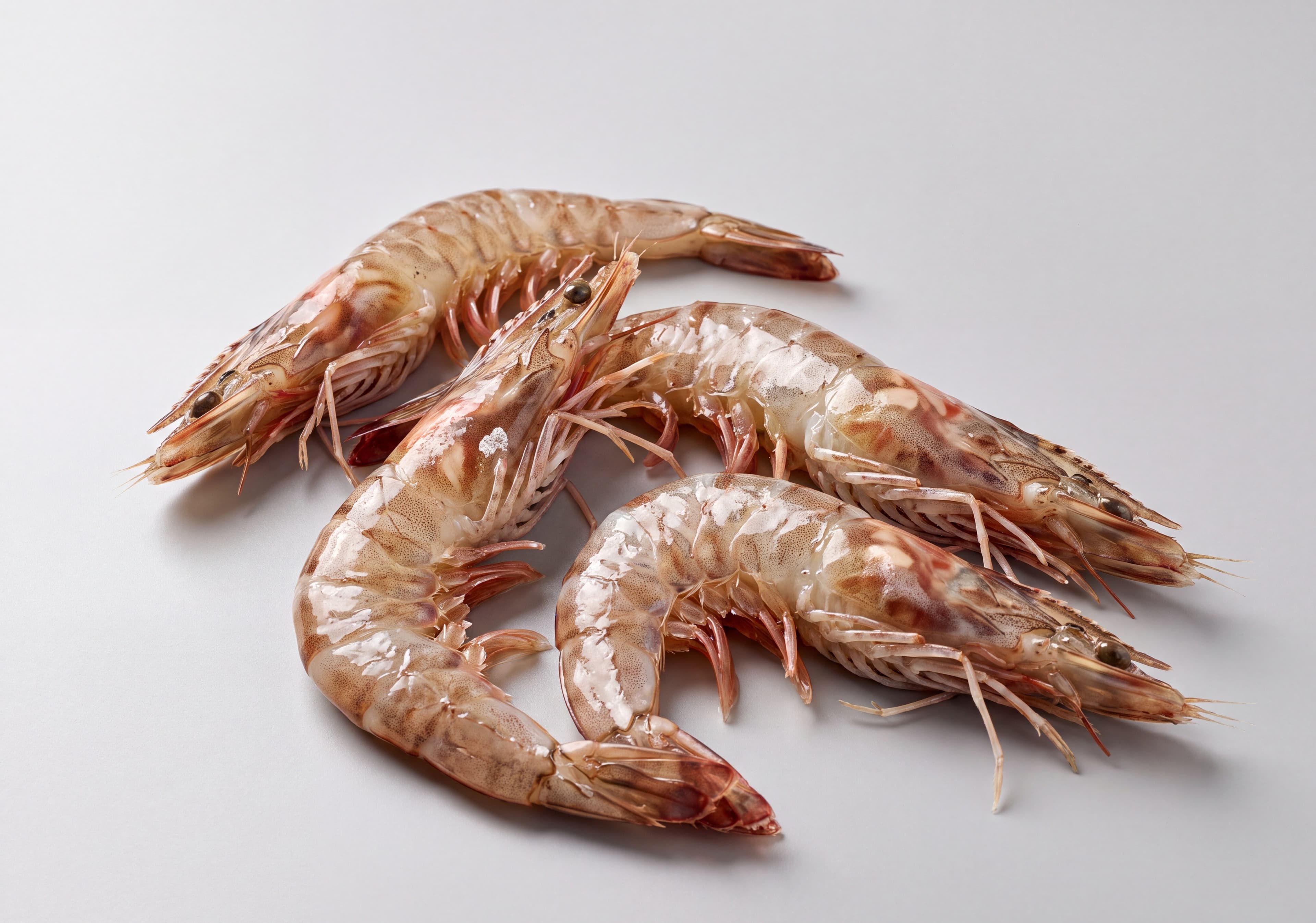 Flower Shrimp