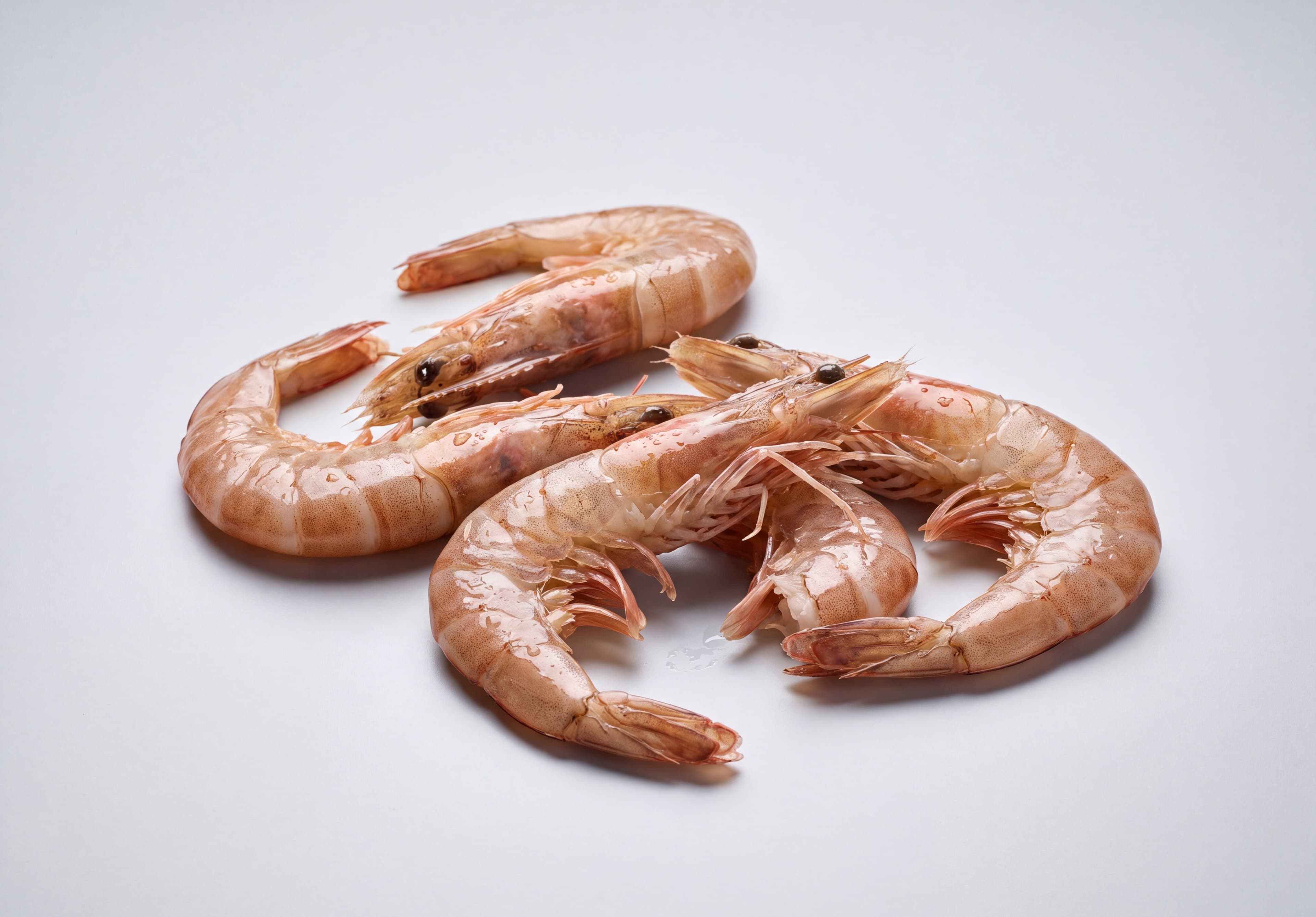 Pink Brown Shrimp