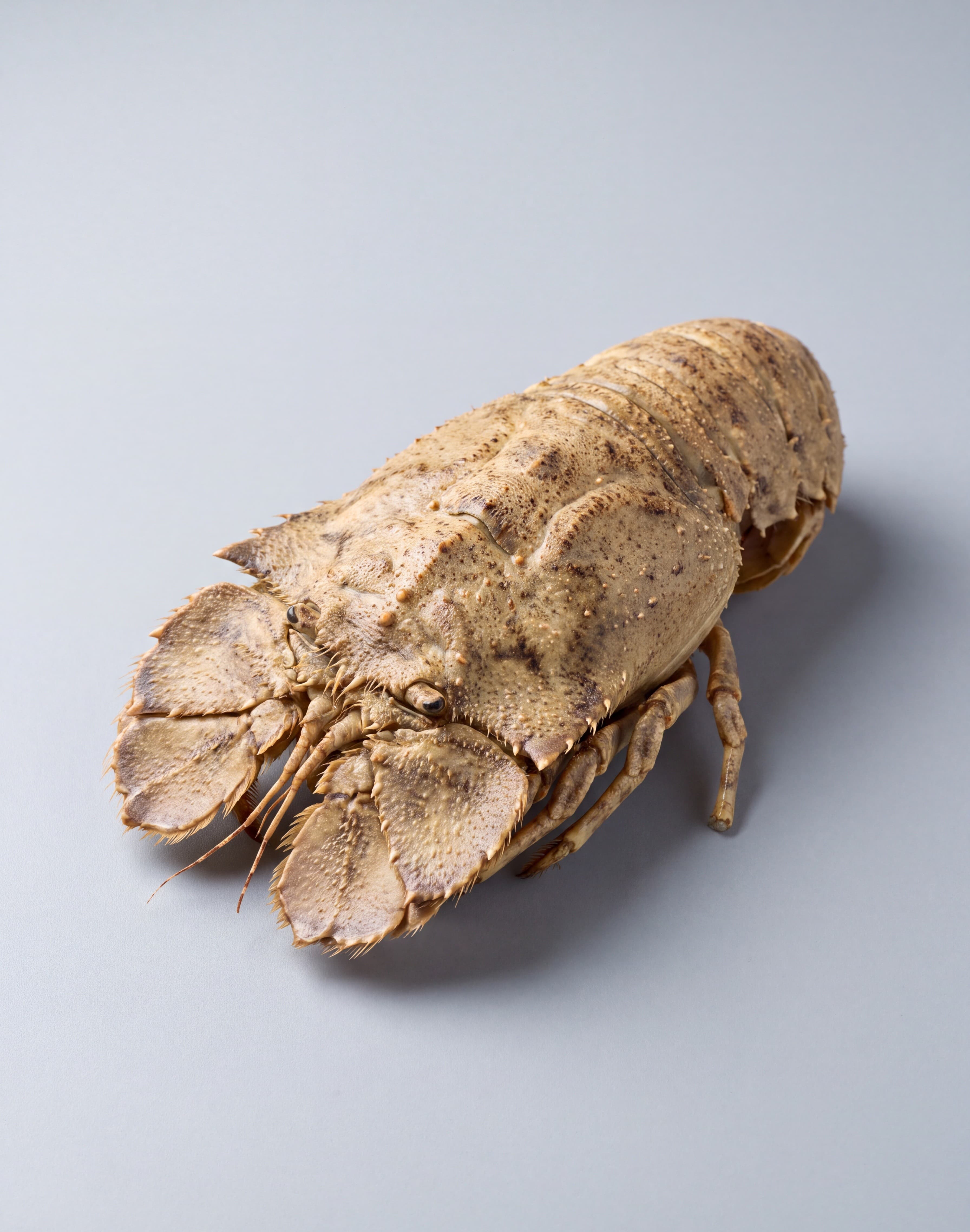 Sand Lobster
