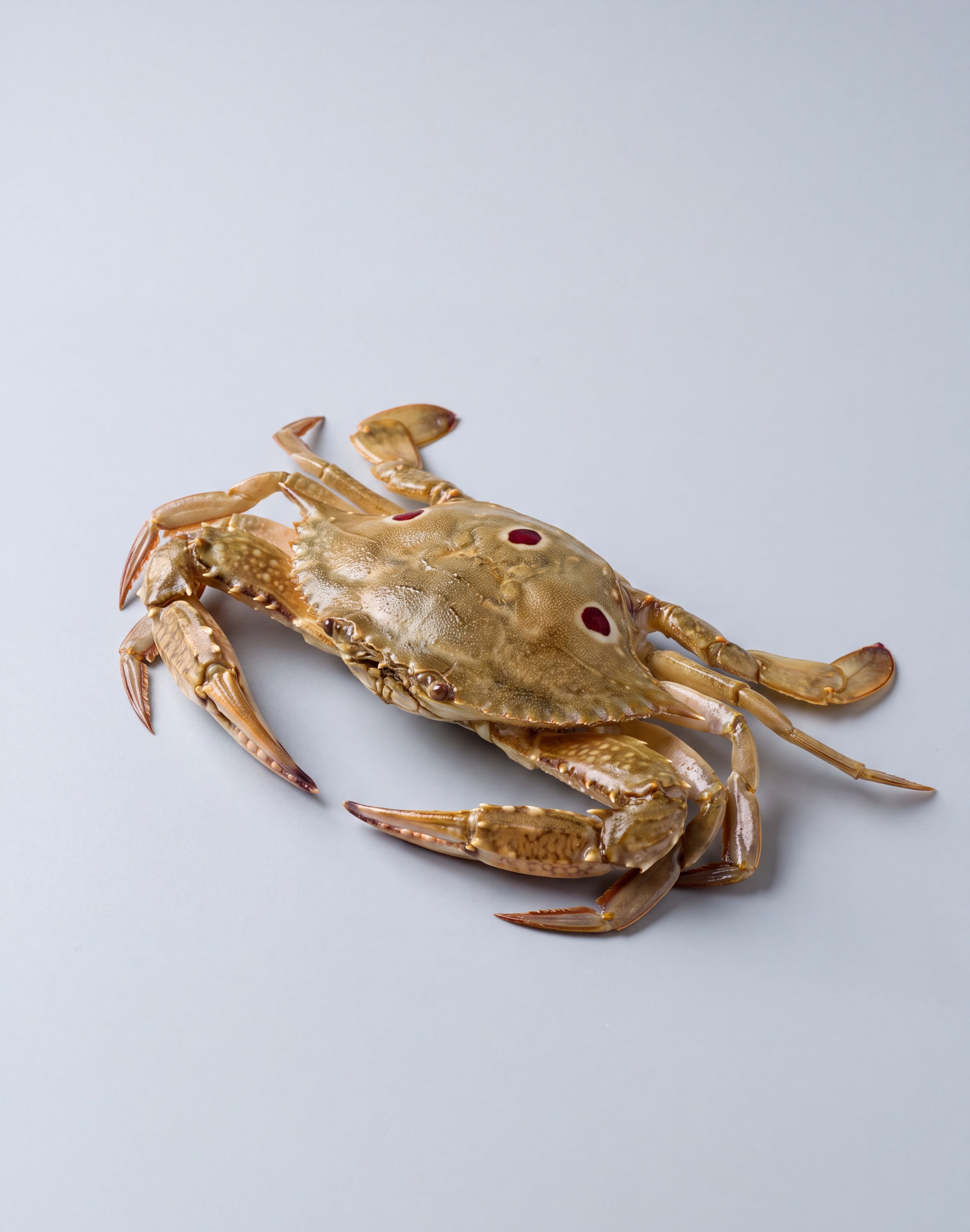 Three-Spotted Crab
