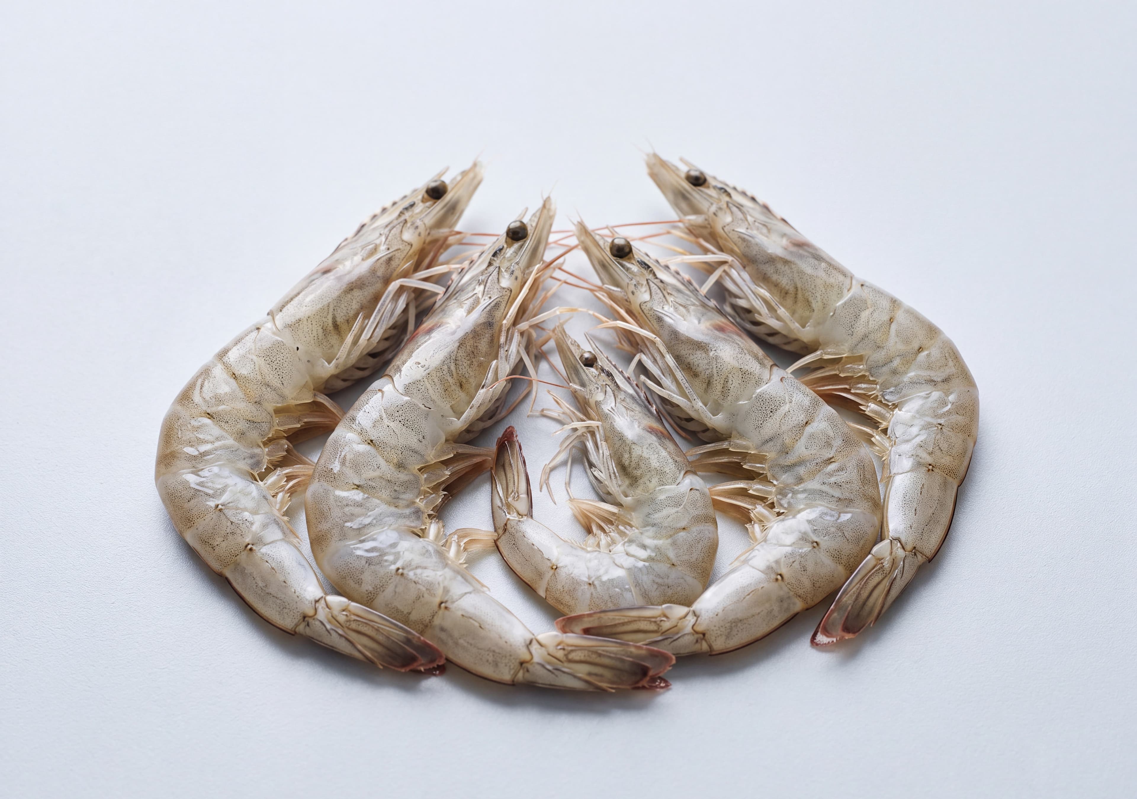 Vannamei Shrimp