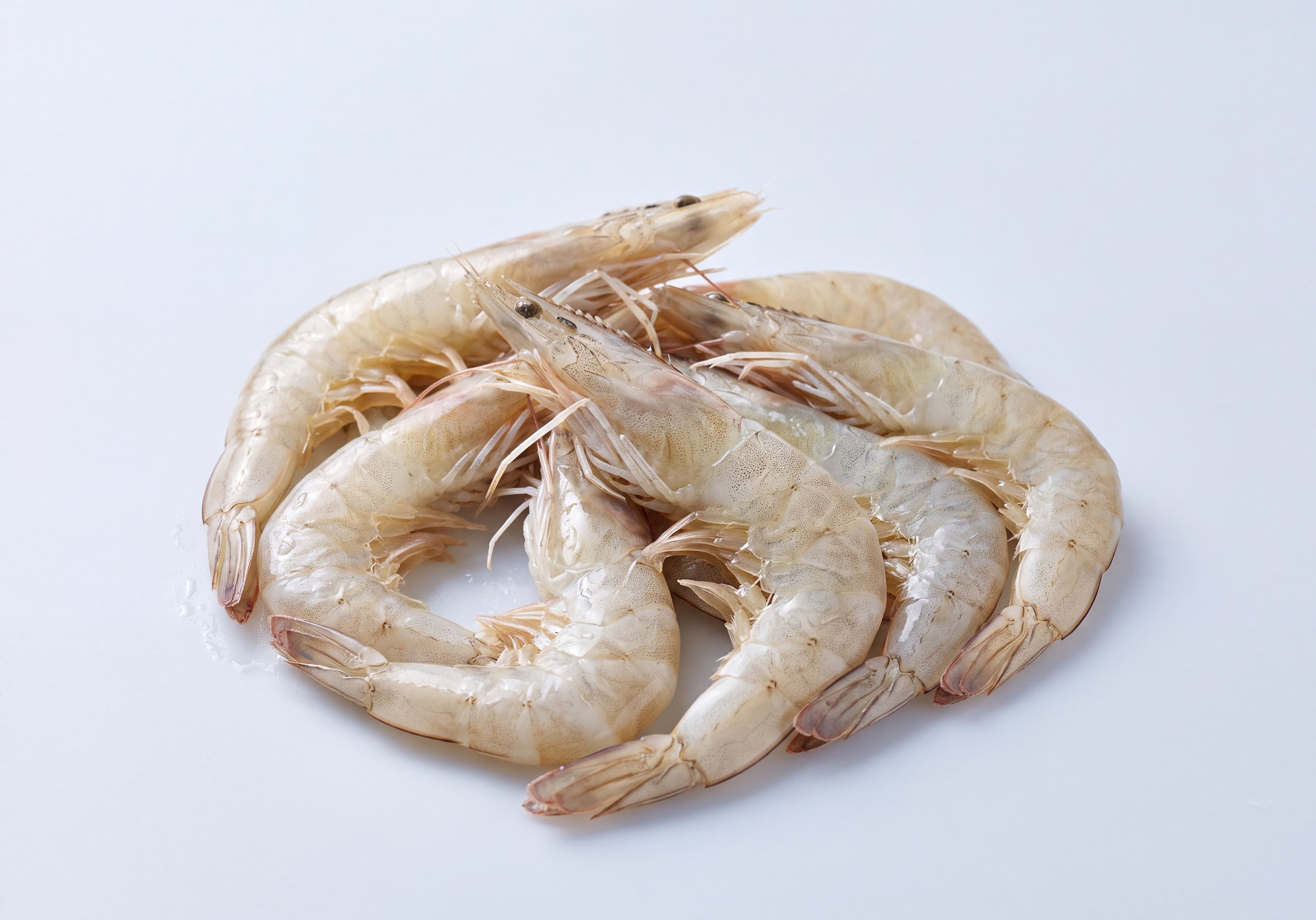 White Shrimp
