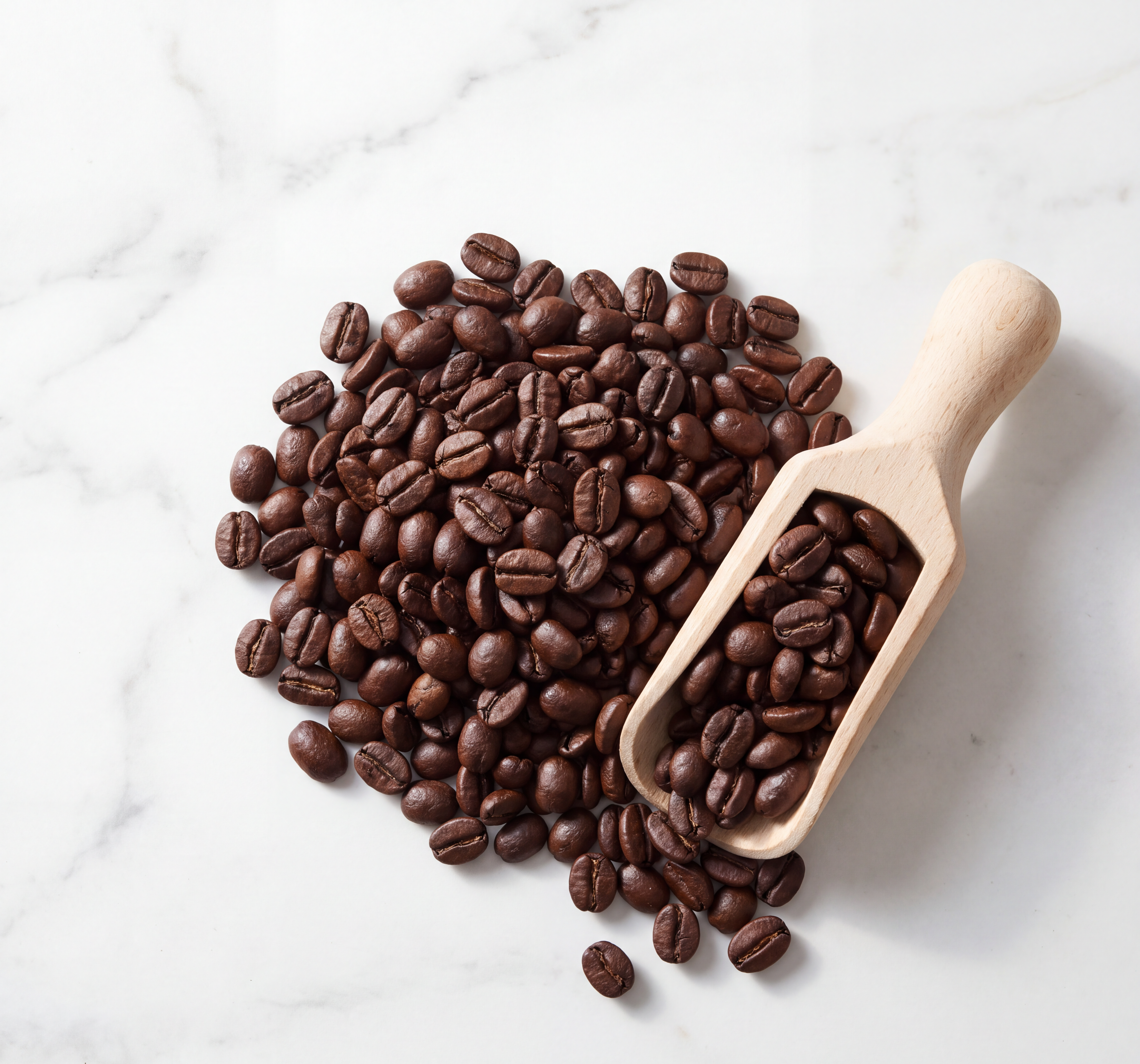 Robusta