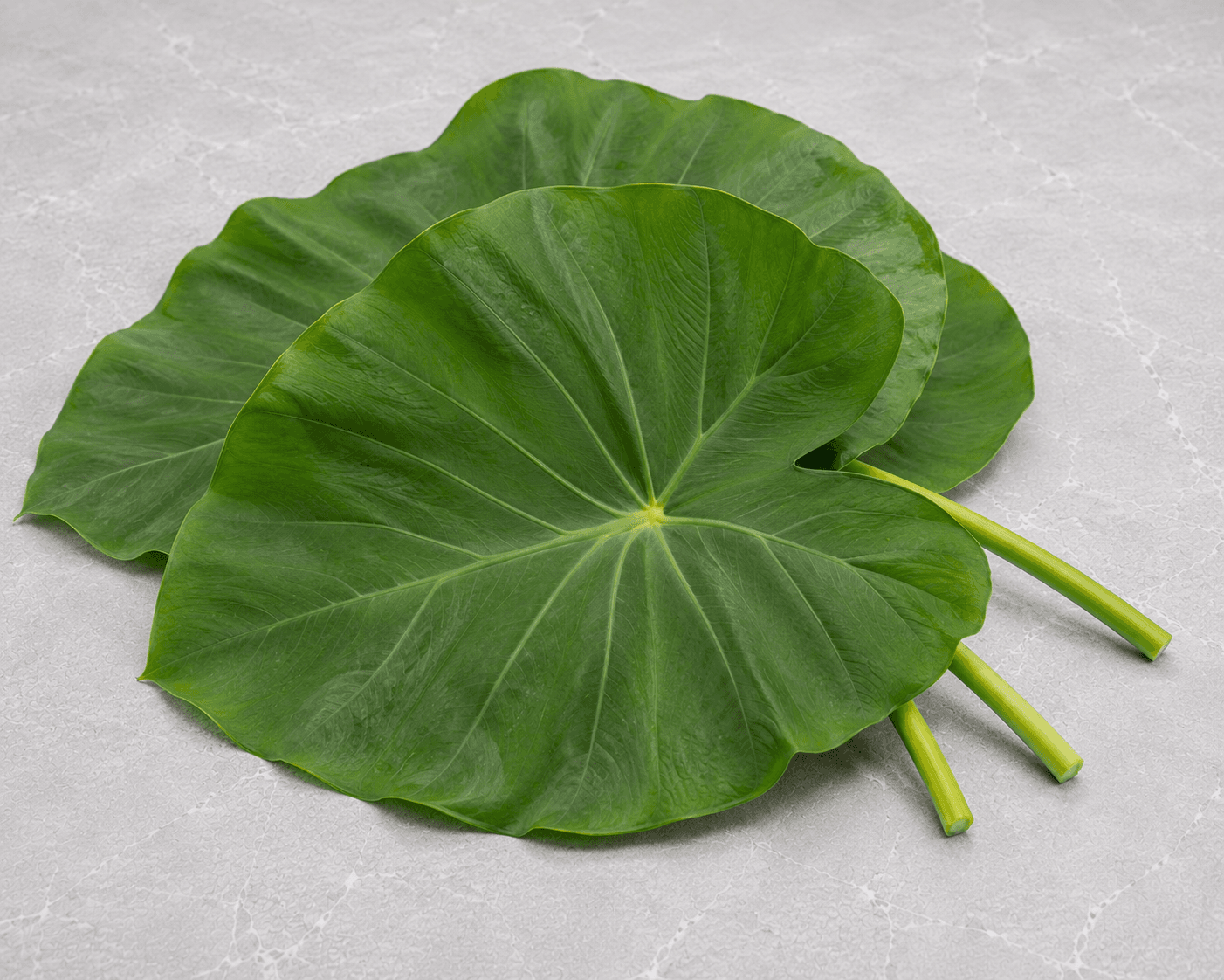 Colocasia Leaves