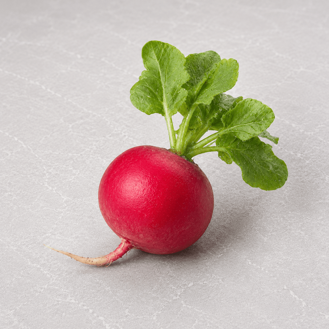 Red Radish