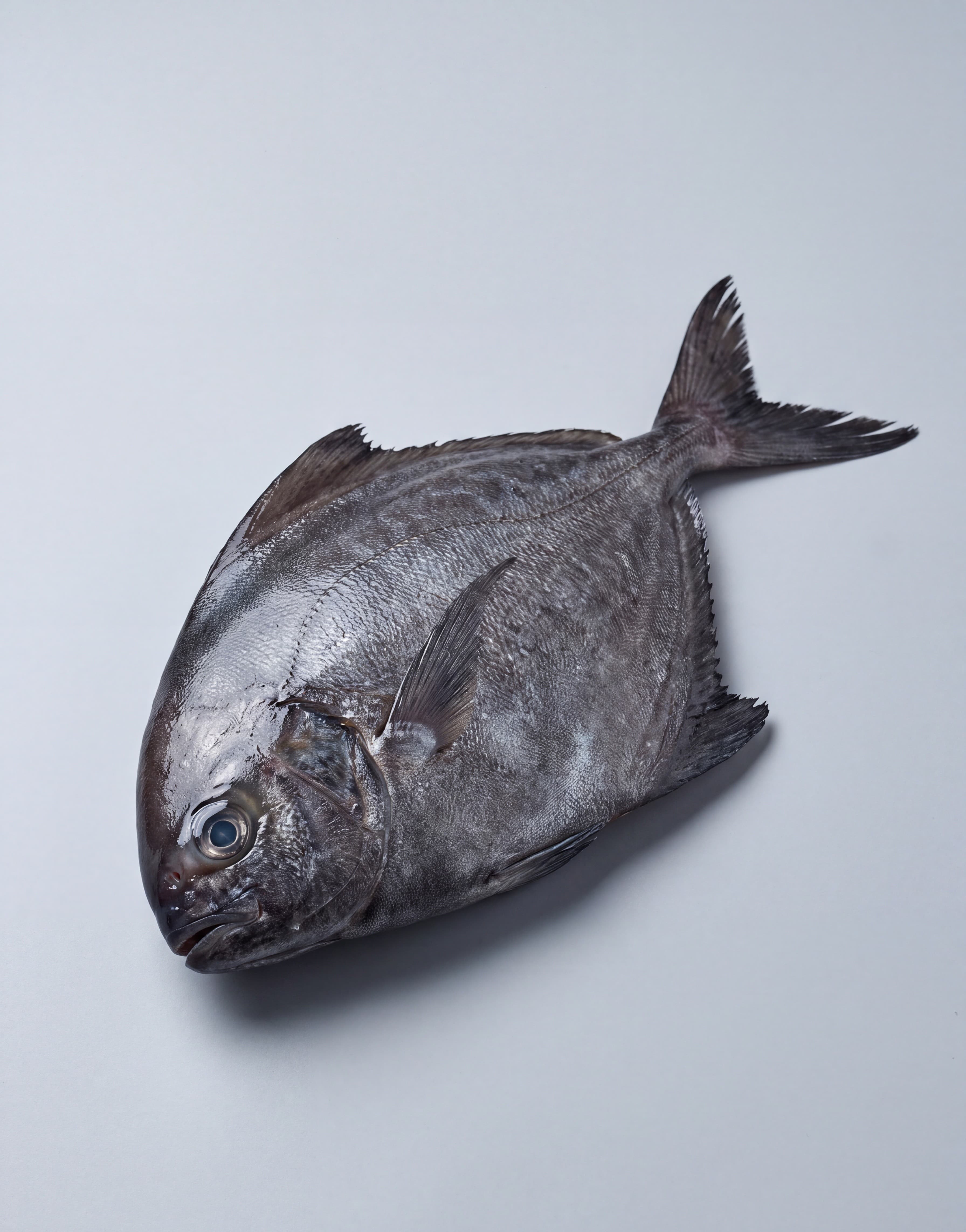 Black Pomfret