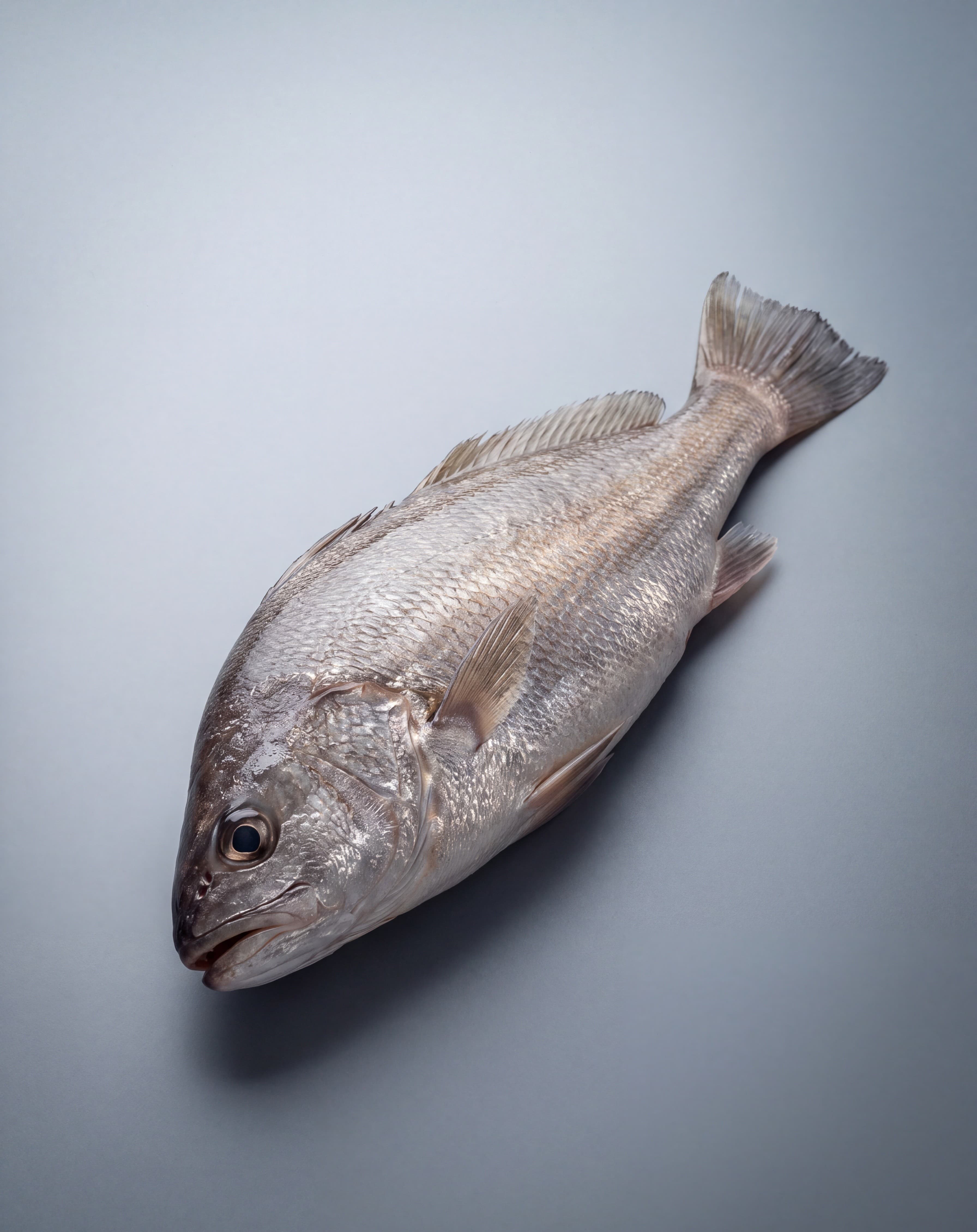 Corvina