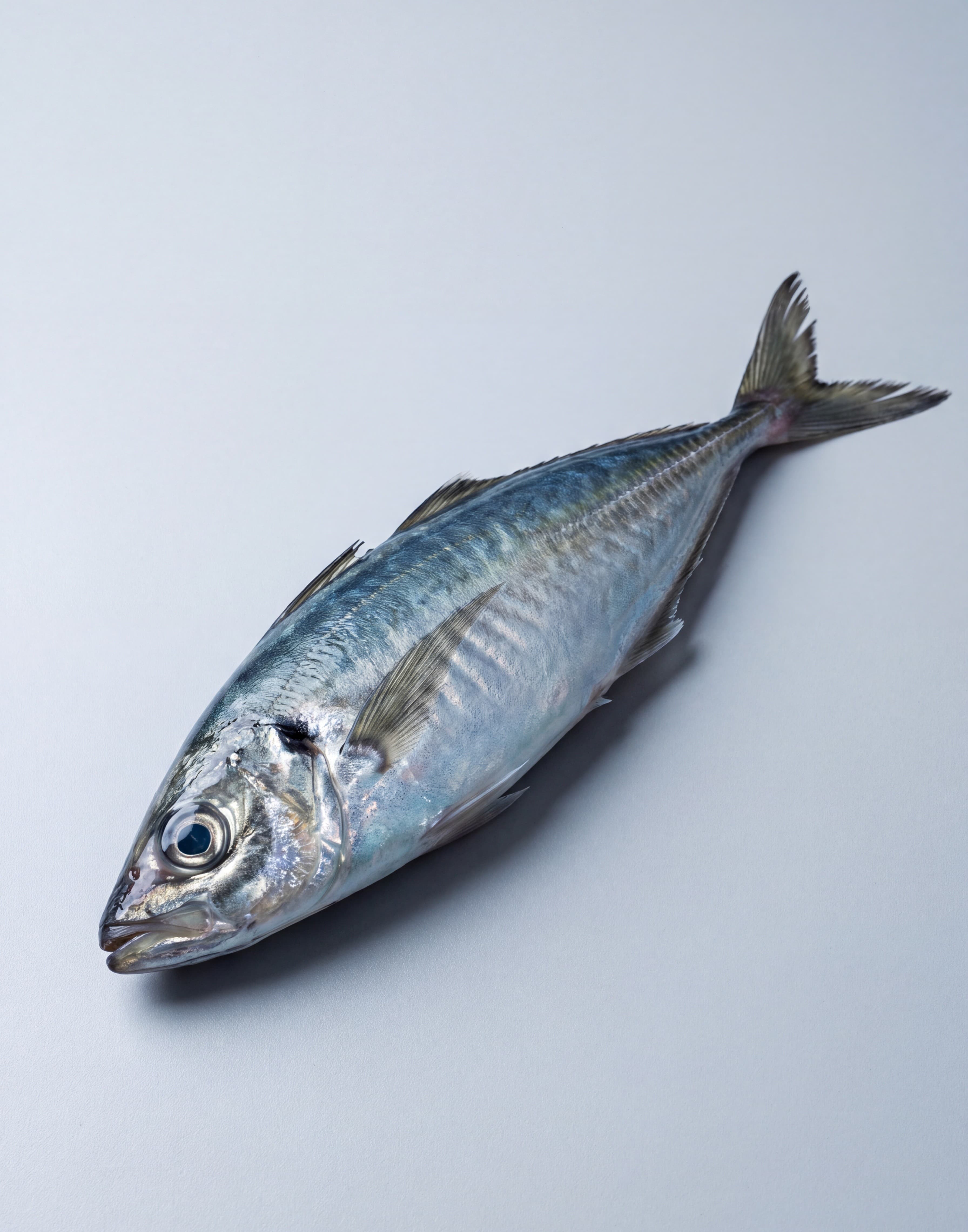 Horse Mackerel