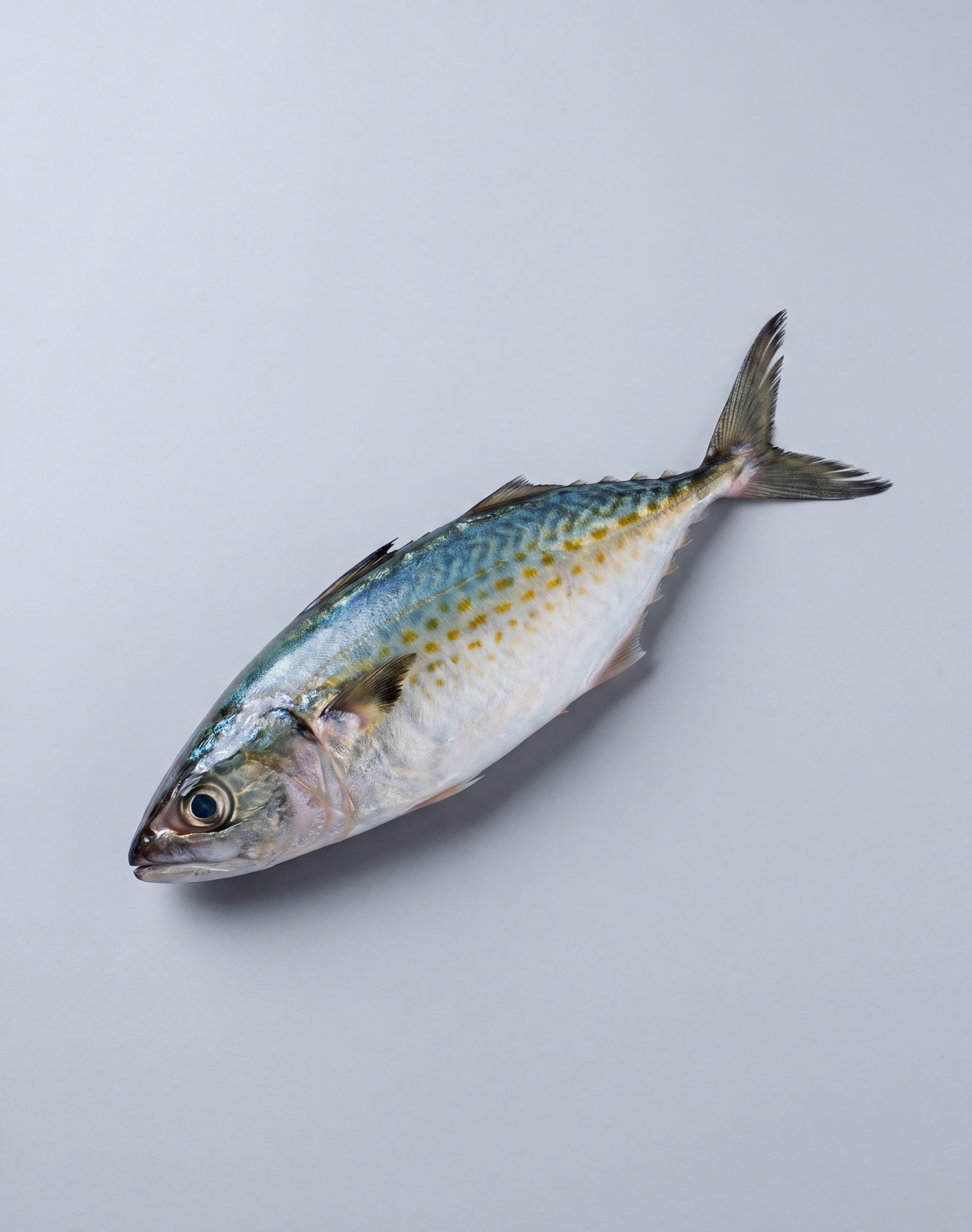Indian Mackerel