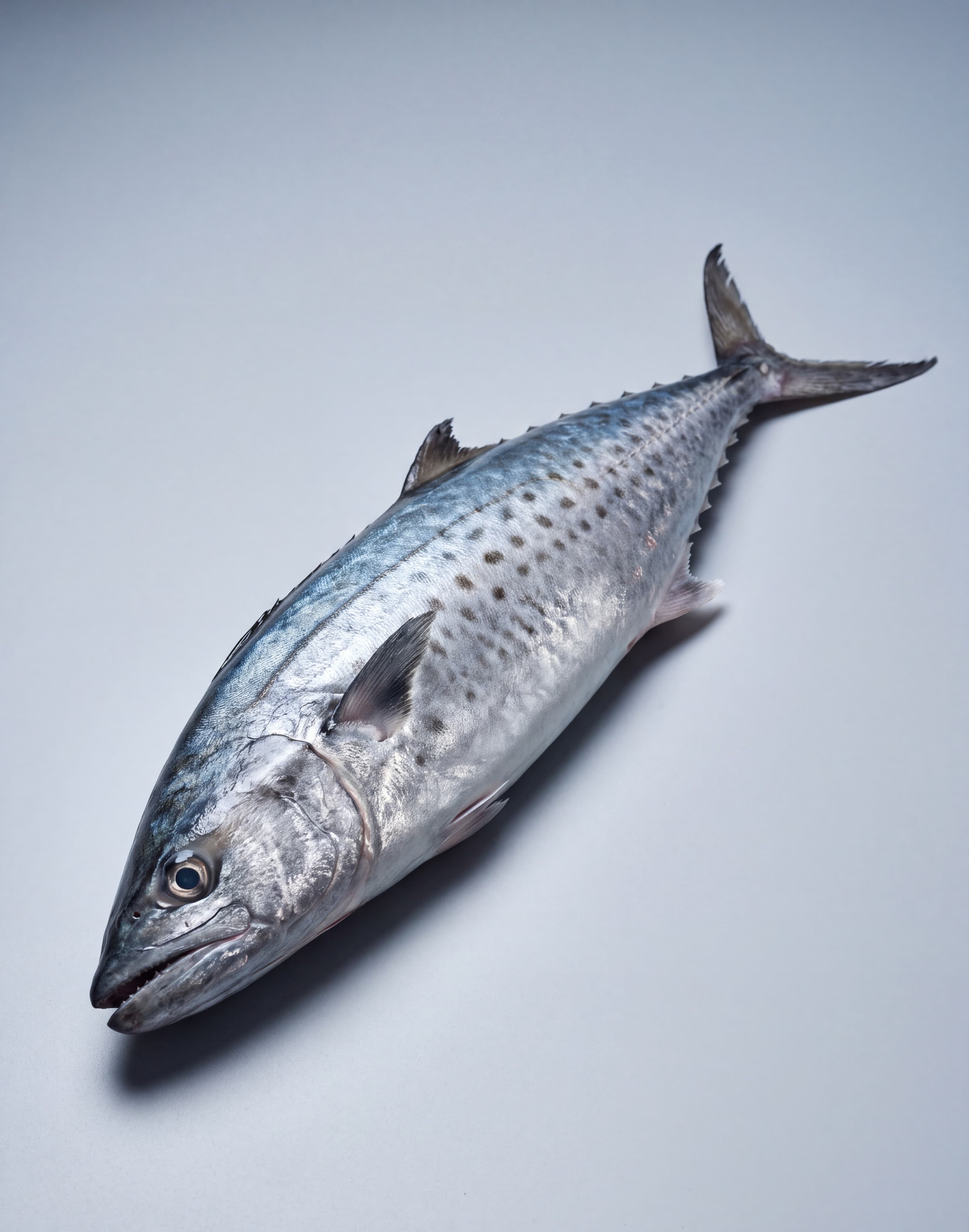 Kingfish