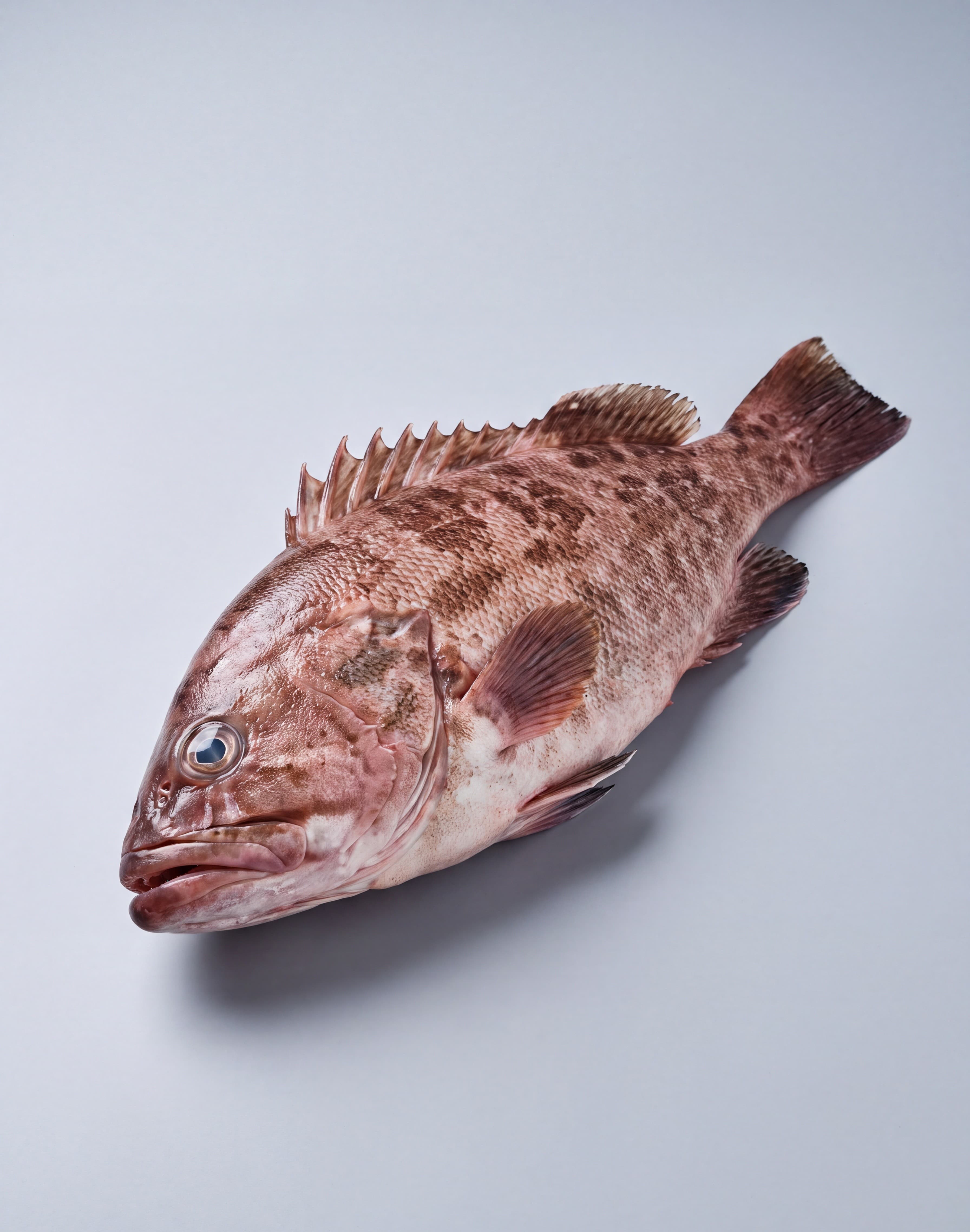Reef Cod