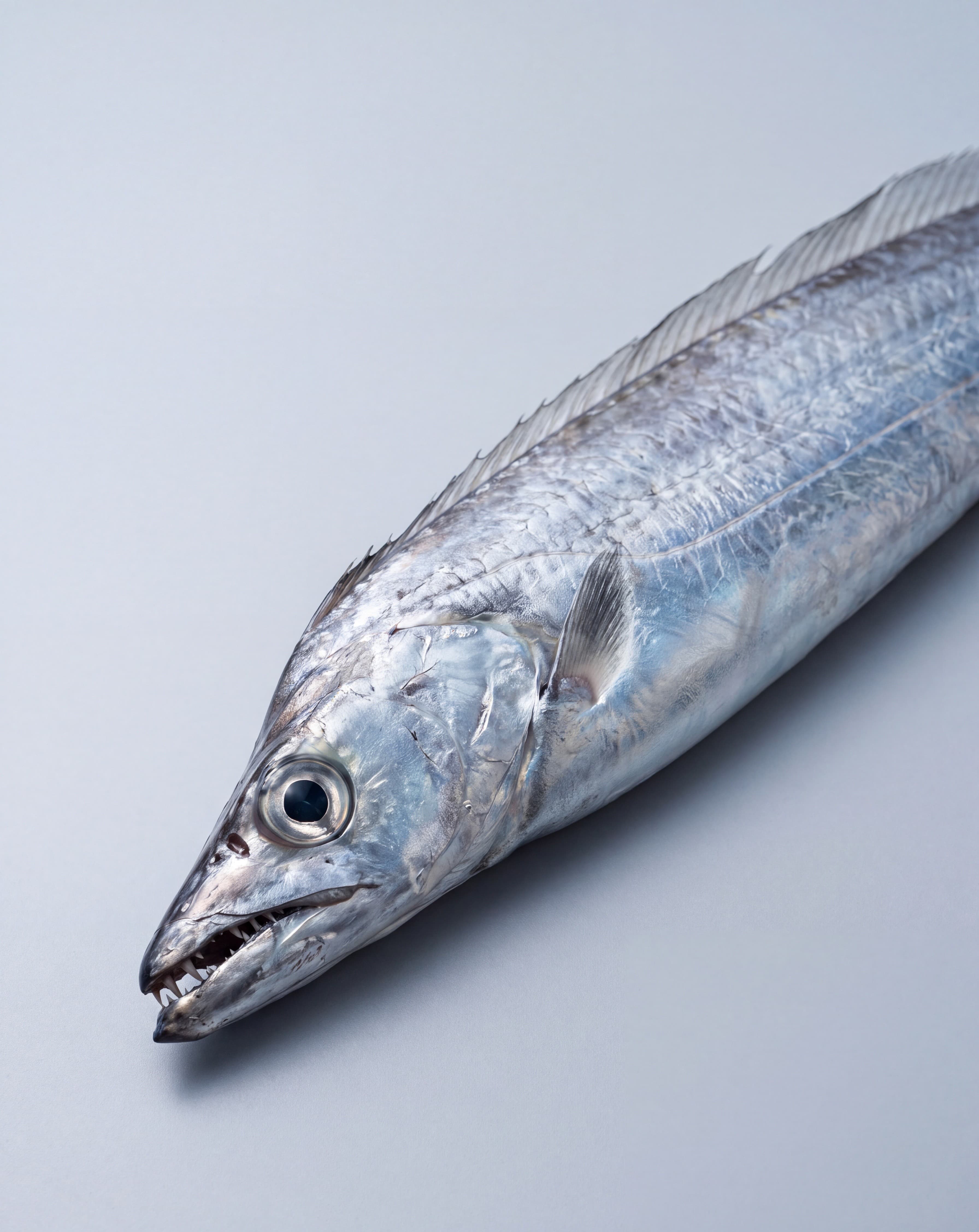 Ribbonfish