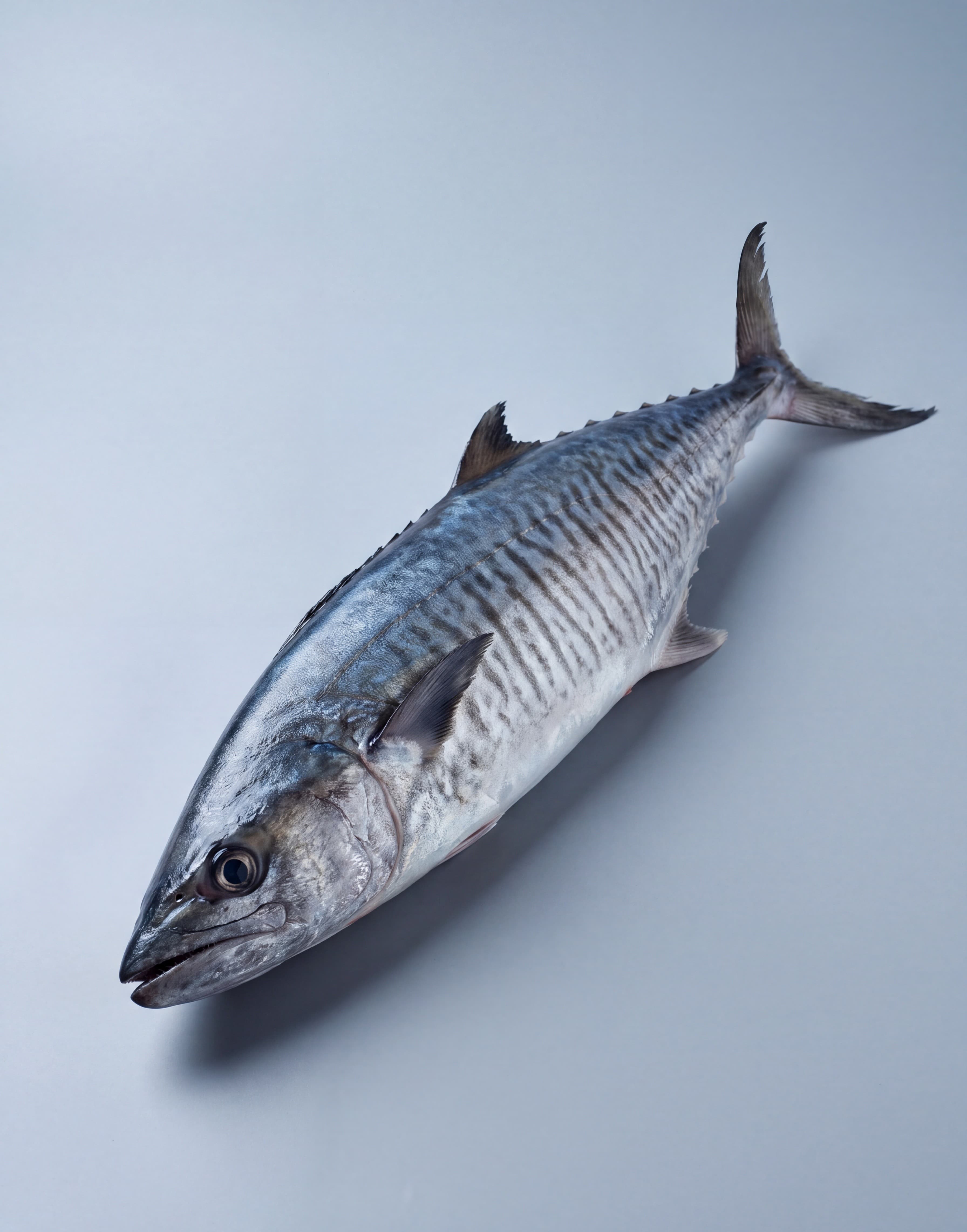 Seer Fish / Spanish King Mackerel