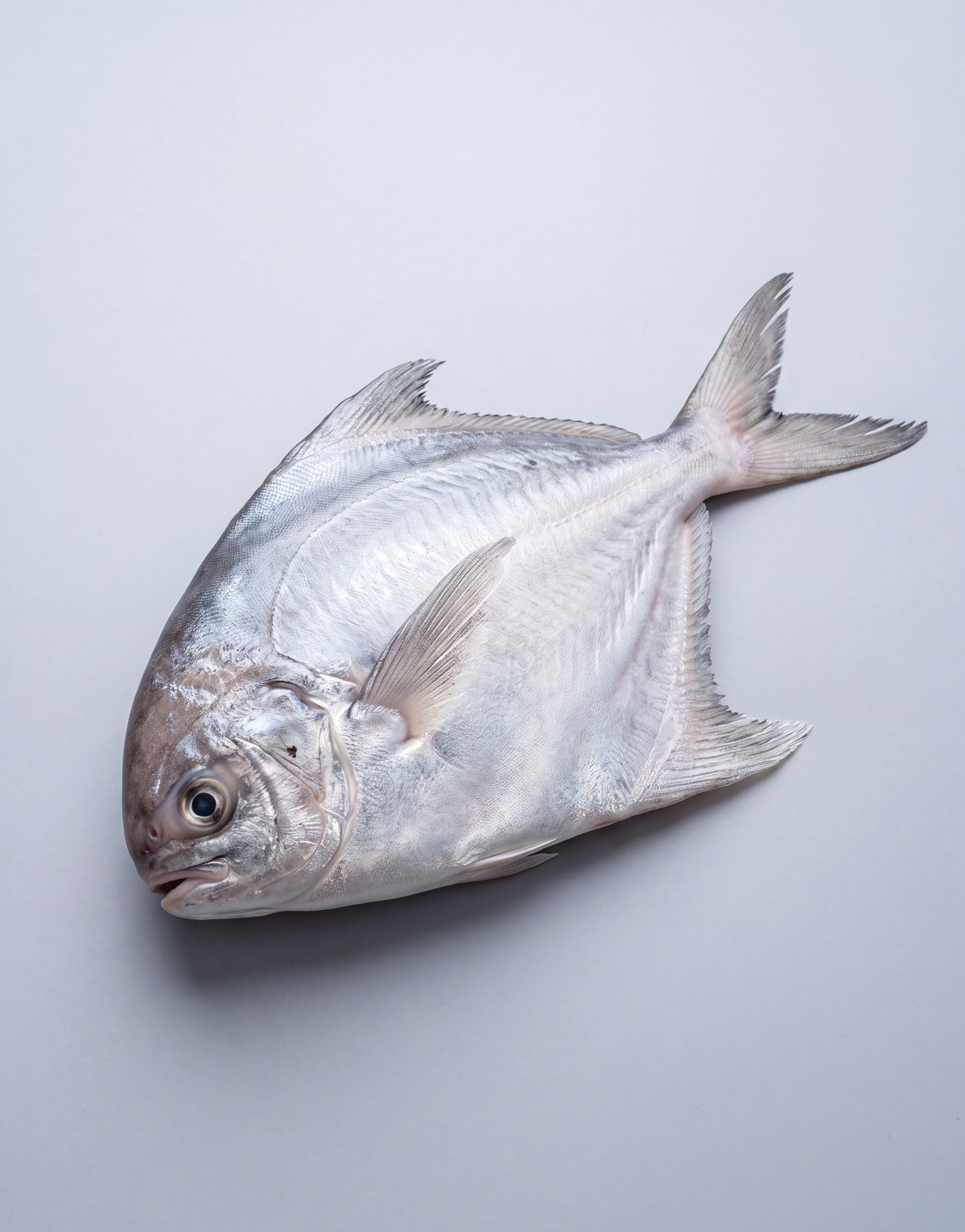 Silver Pomfret