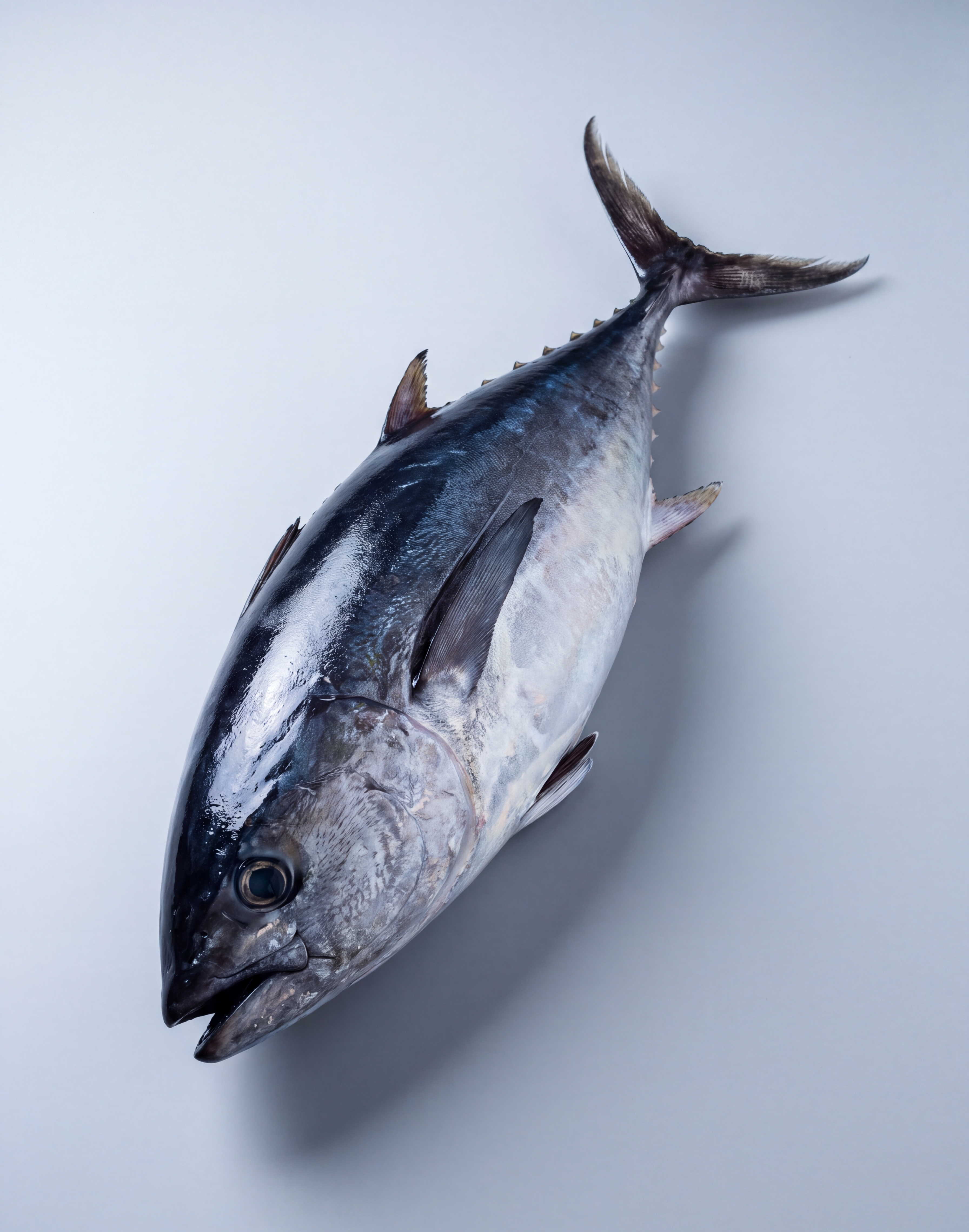 Tuna